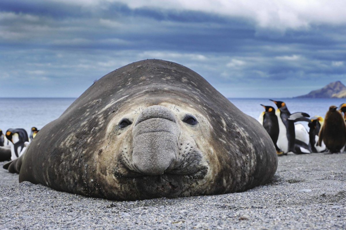 Животный мир Антарктиды фото