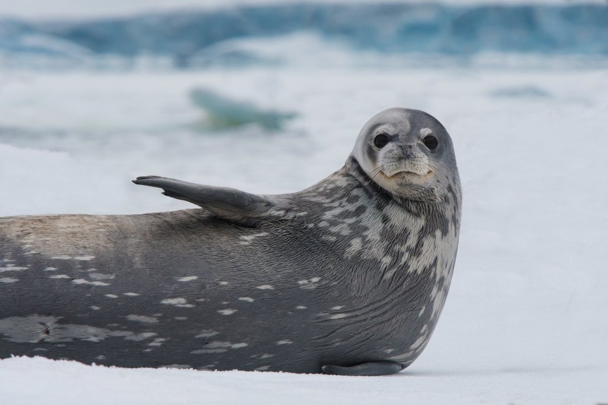 Тюлень Уэдделла