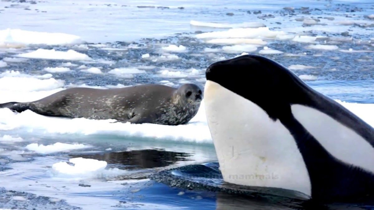 Морской леопард Касатка кит