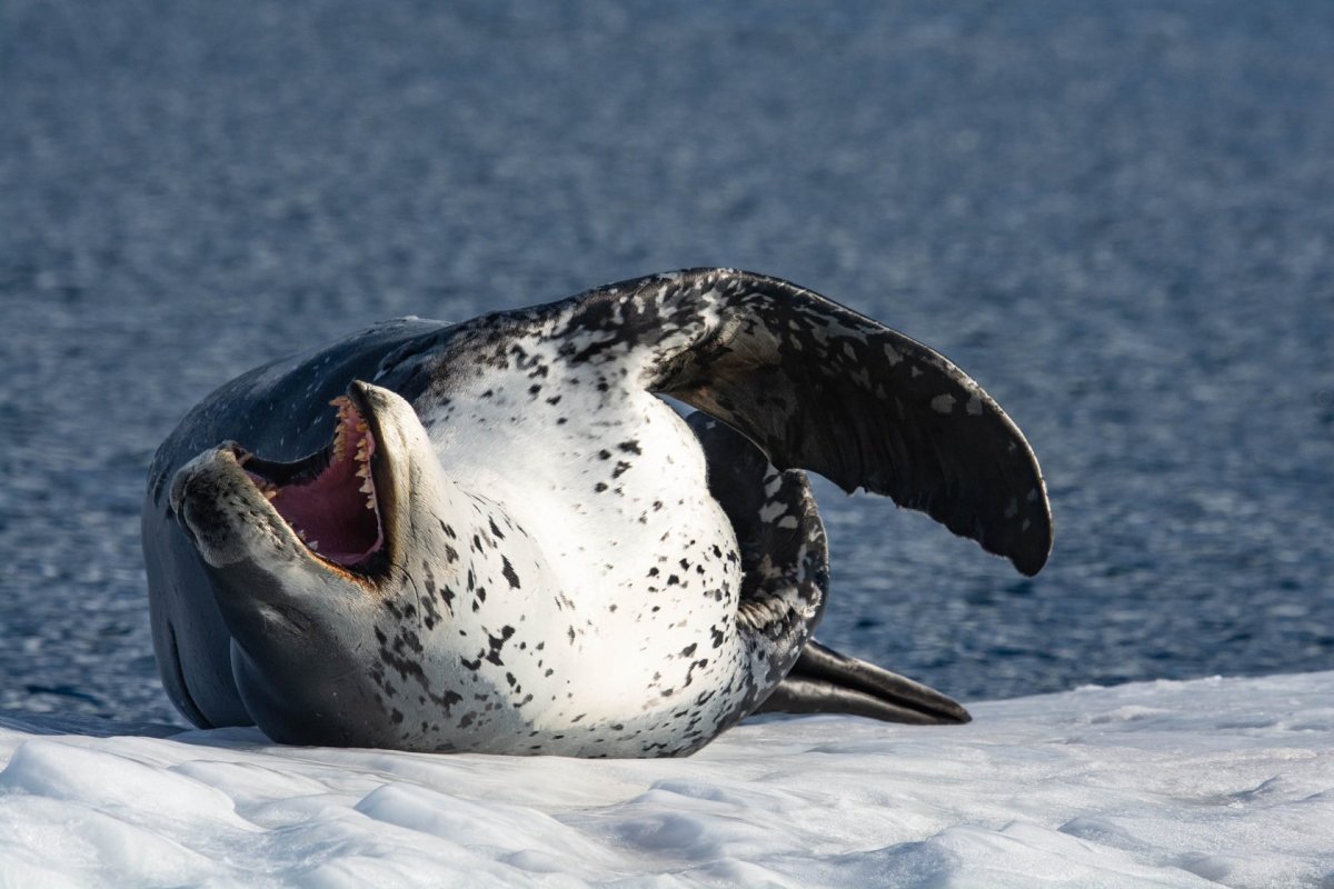Морской леопард