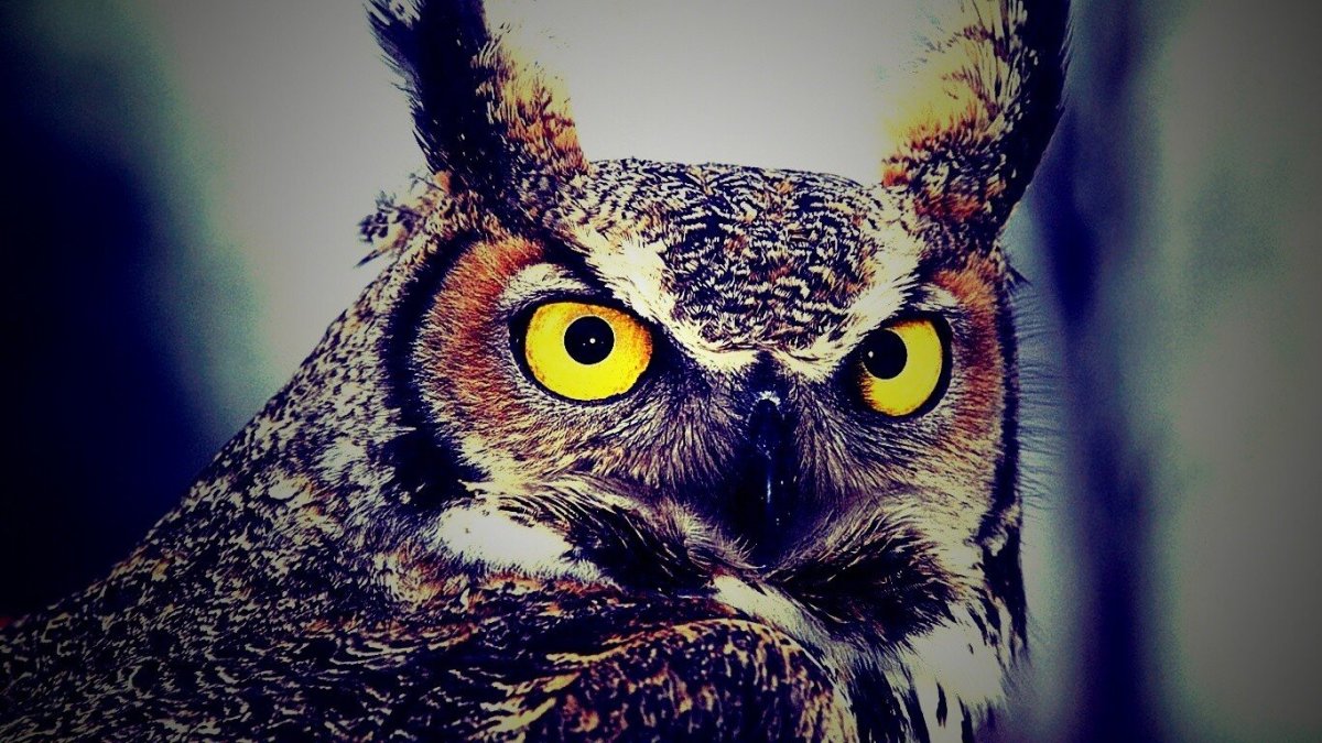 Сова на рабочий стол