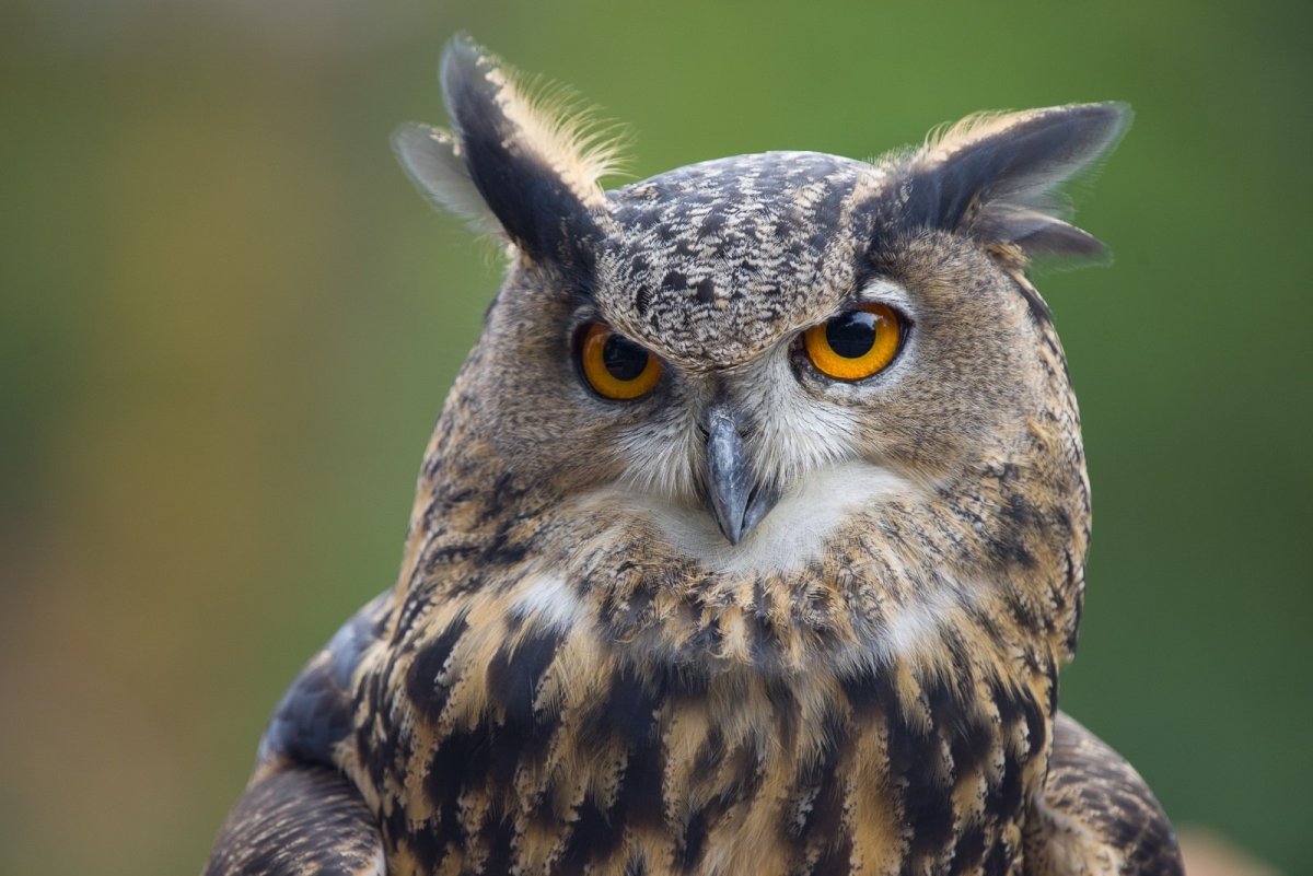 Смеющаяся Сова