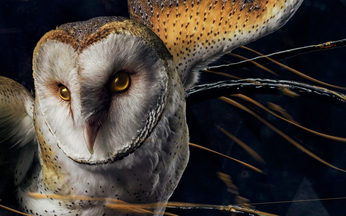 Совообразные Полярная