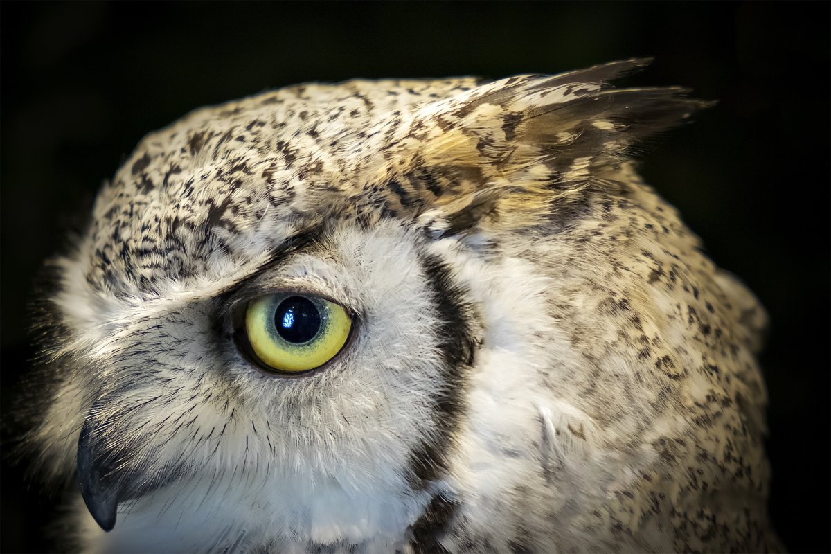 Совообразные клюв