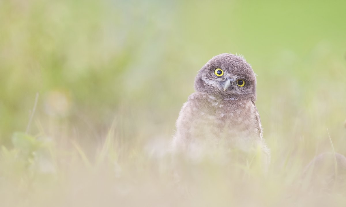 Смешная Сова обои