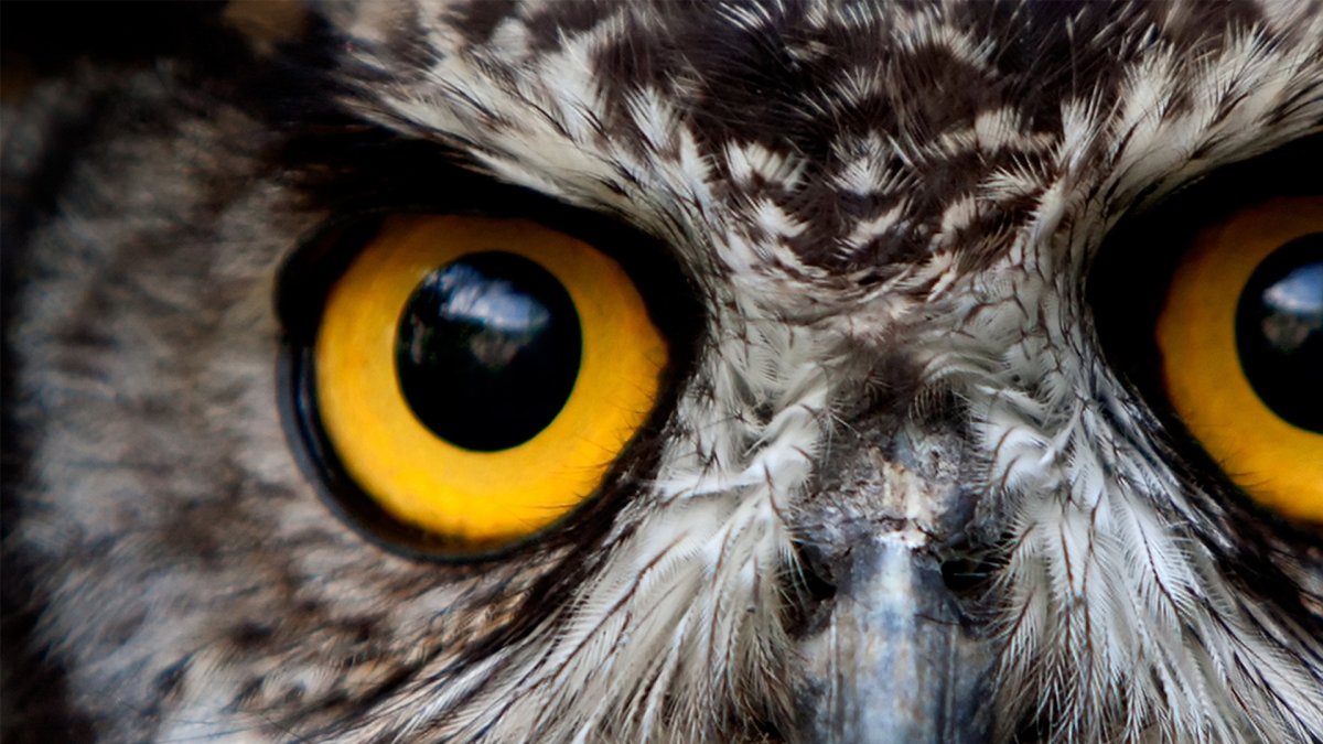 Самые красивые глаза Совы