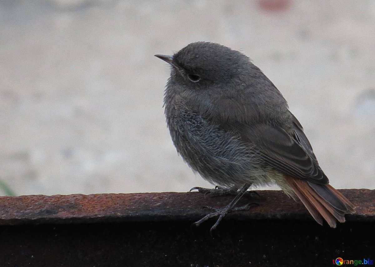 Маленькая темно серая птичка
