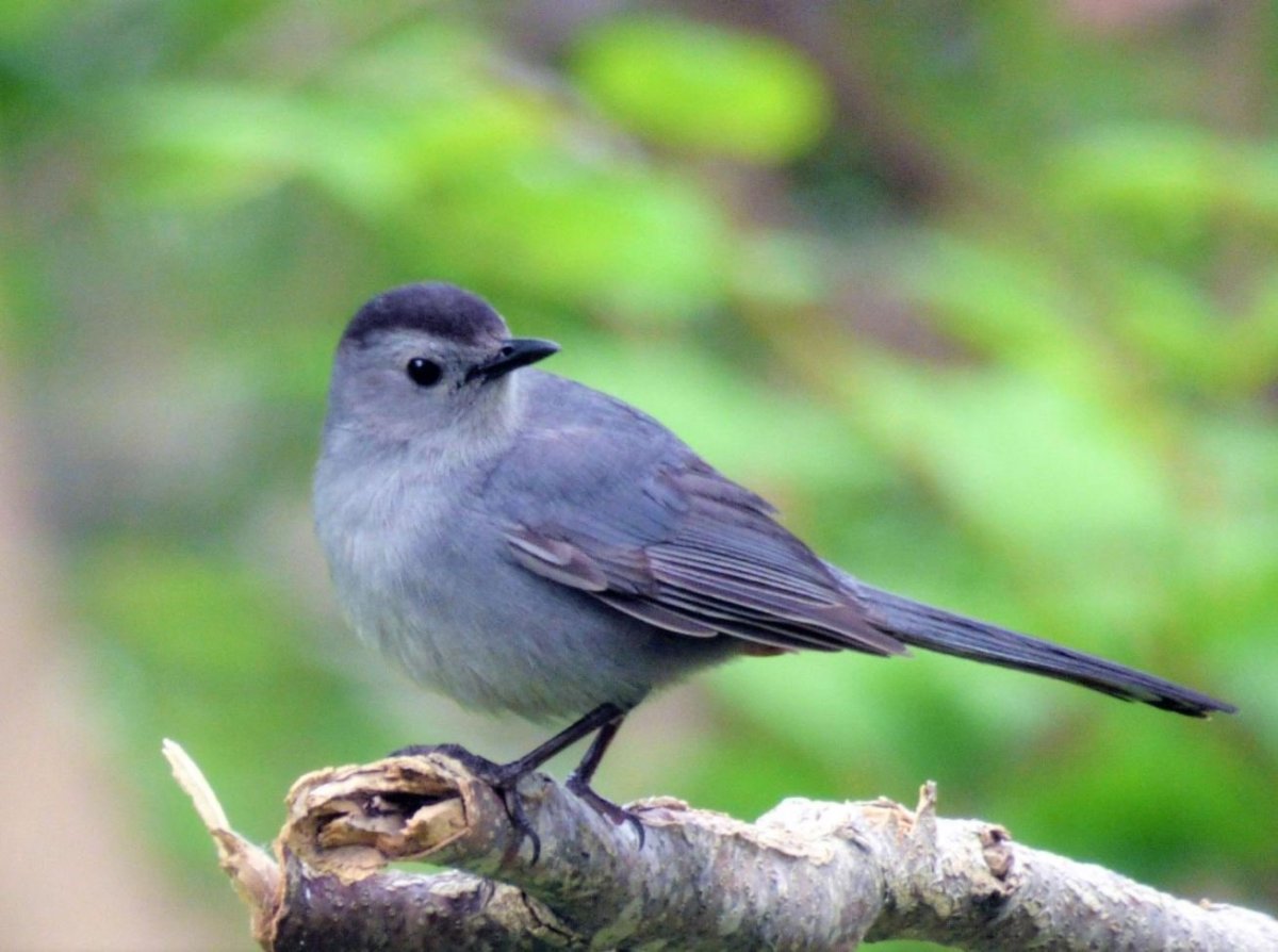 Маленькая серая птичка