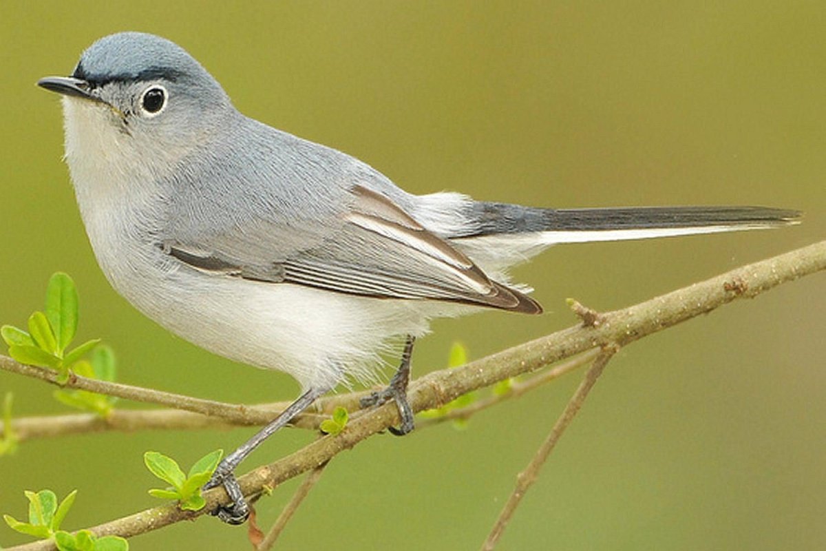 Blue-Gray Gnatcatcher (Polioptila caerulea)