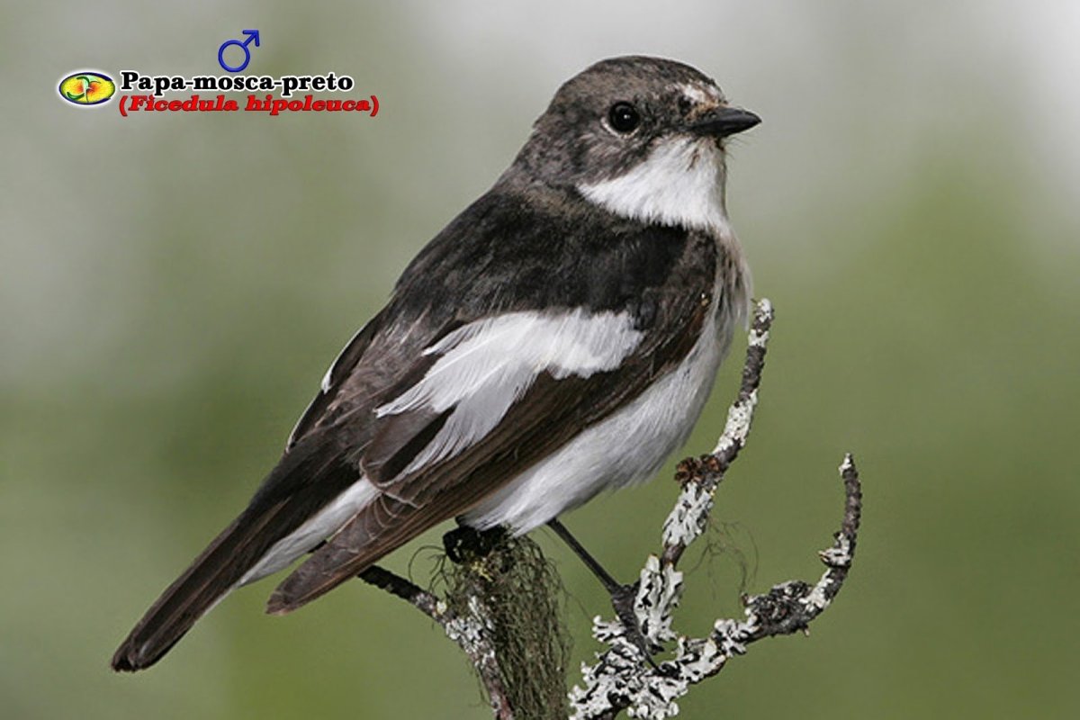 Черная птичка с белой грудкой