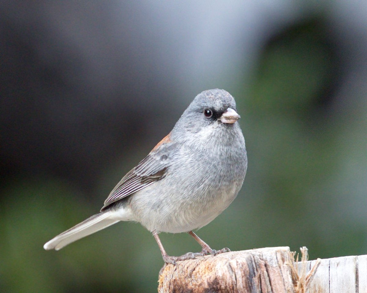 Птичка Юнко