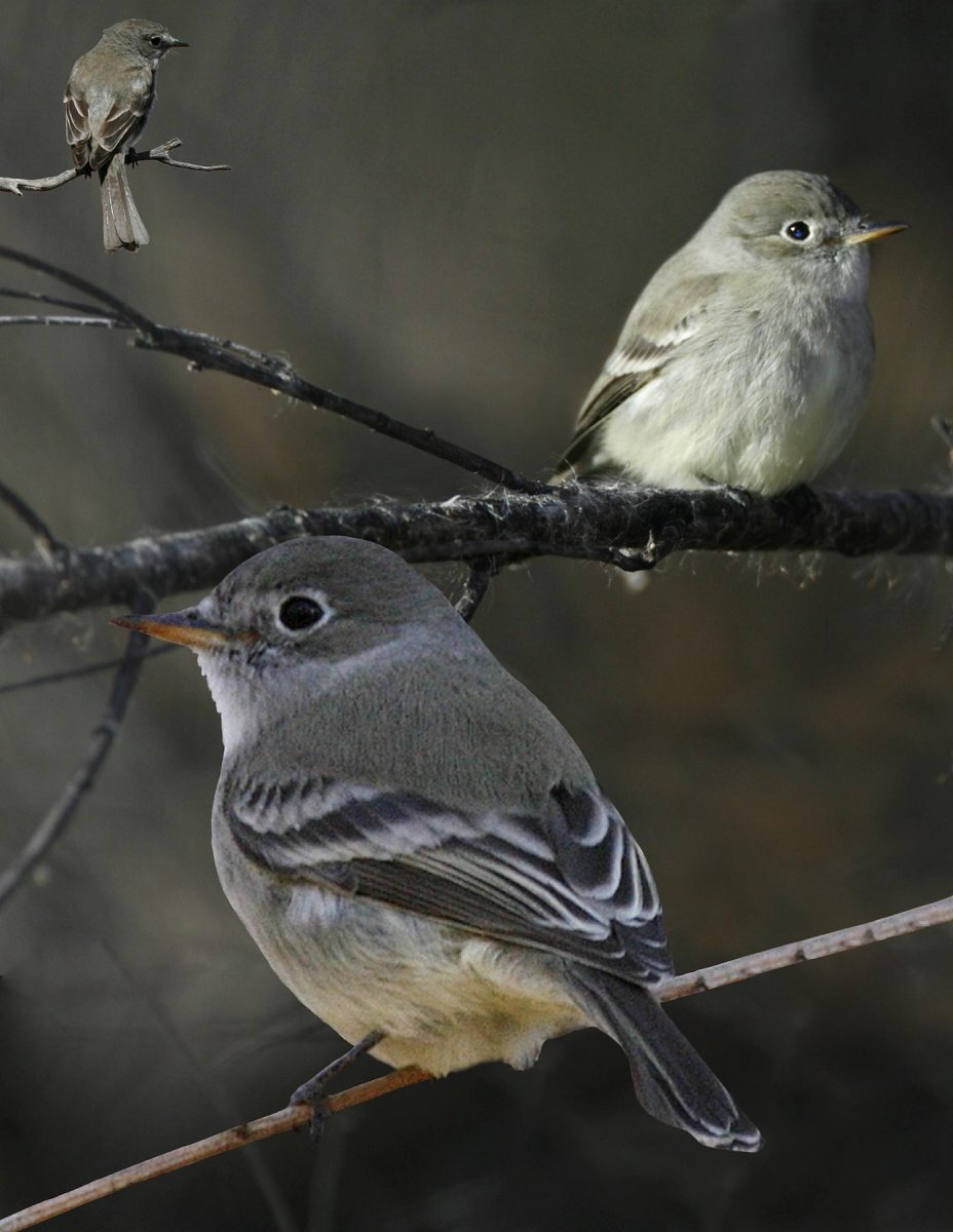 Красивая серая птичка