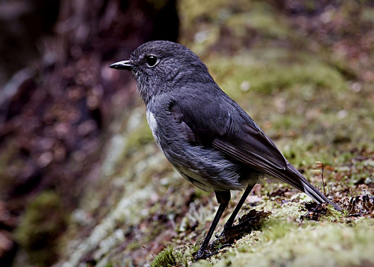Серая птица с черным клювом
