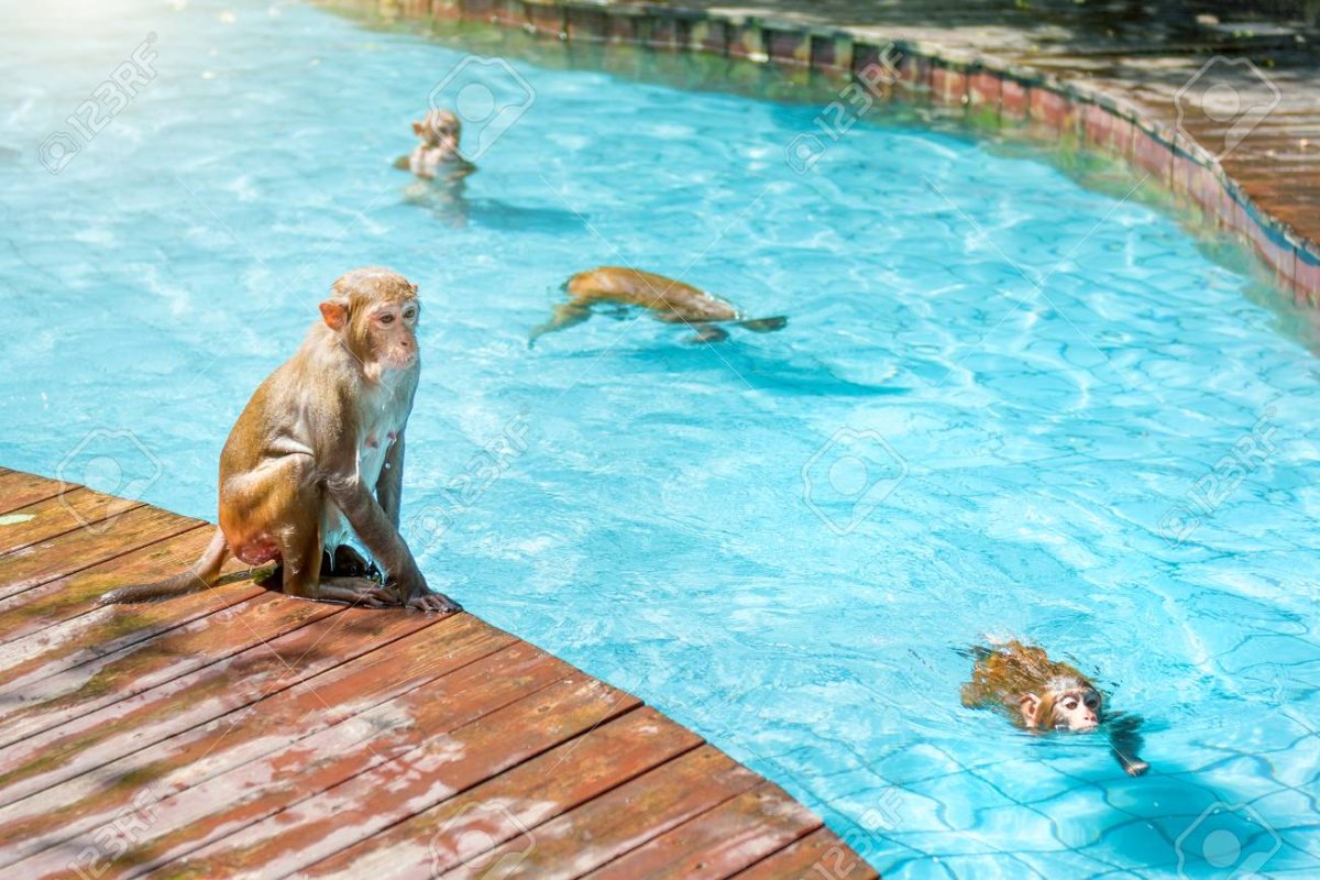 Обезьяна плавает в бассейне