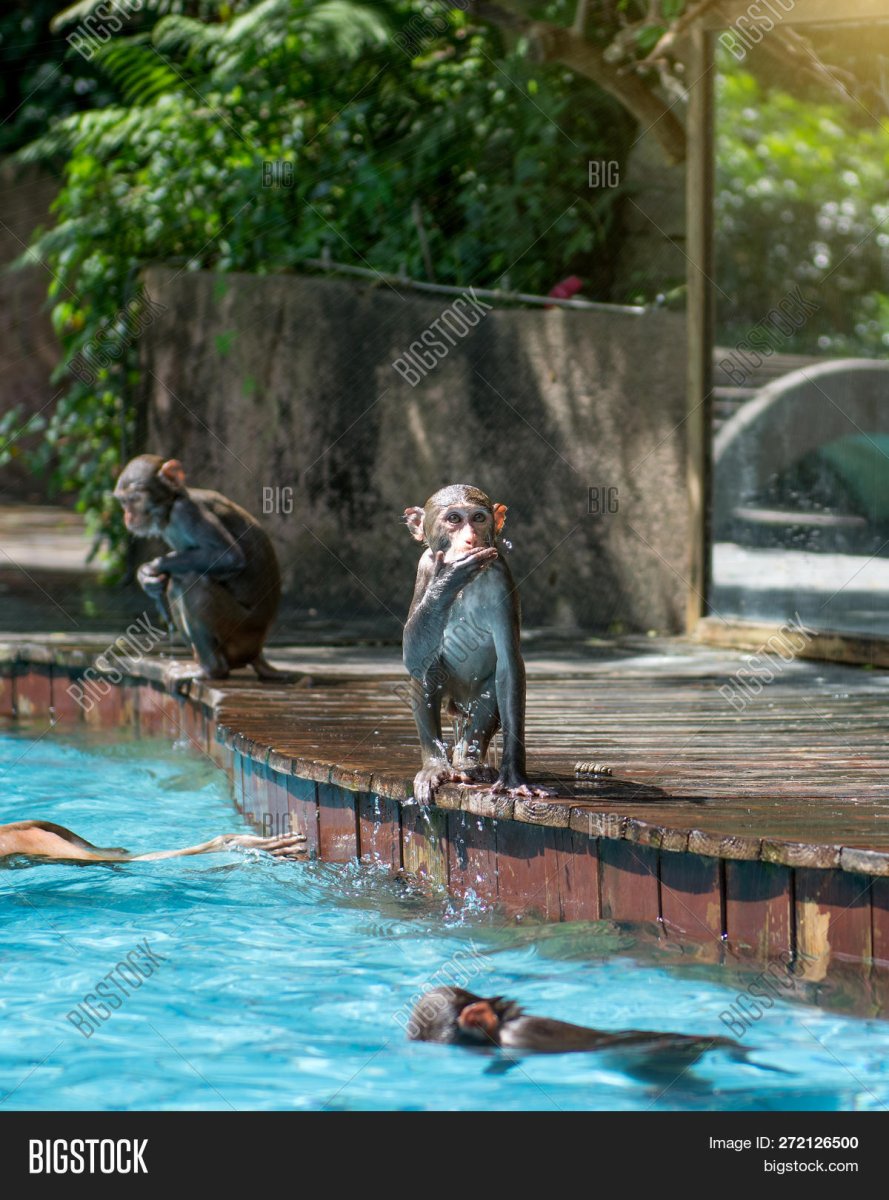 Обезьяна в бассейне