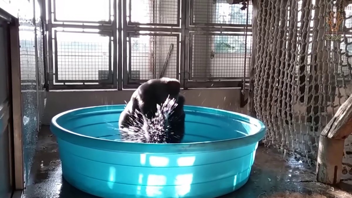 Горилла в бассейне