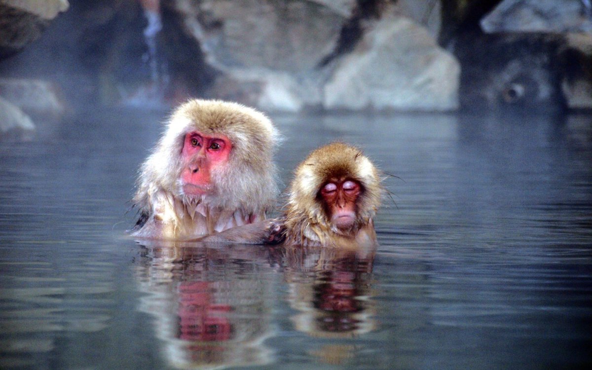 Онсен в Японии с обезьянами