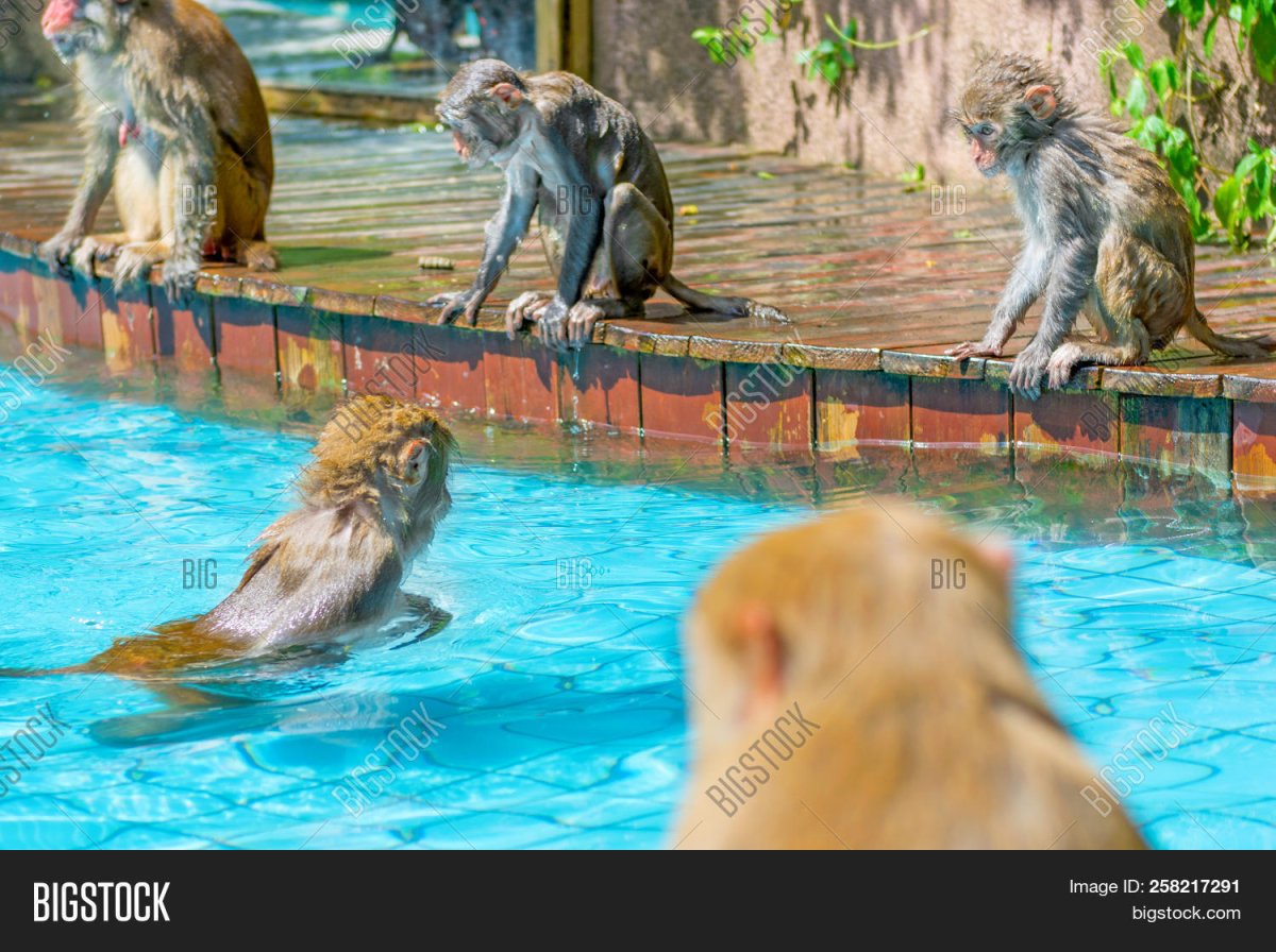Мартышка в бассейне
