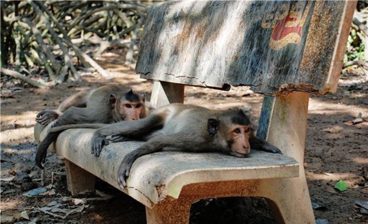 Обезьяна отдыхает