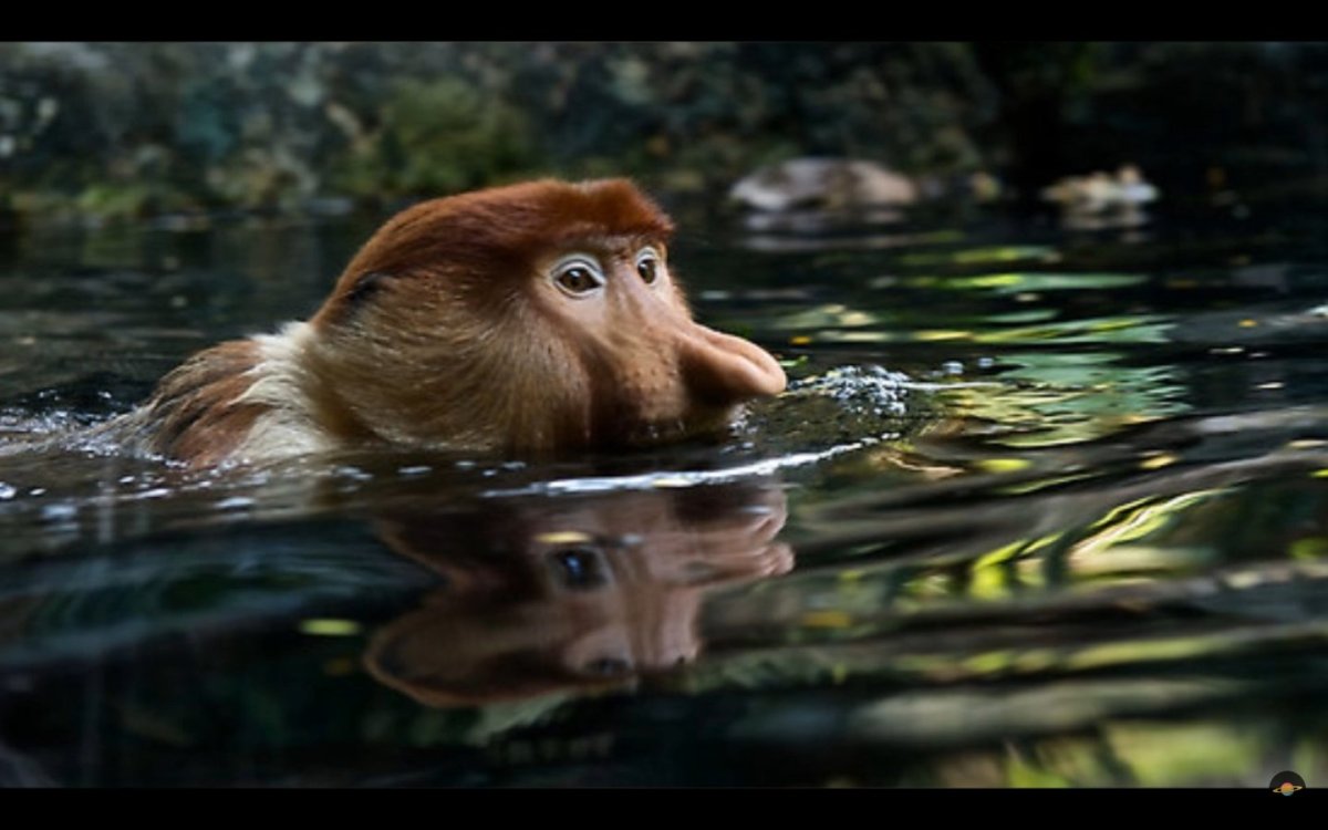 Обезьяна плывет