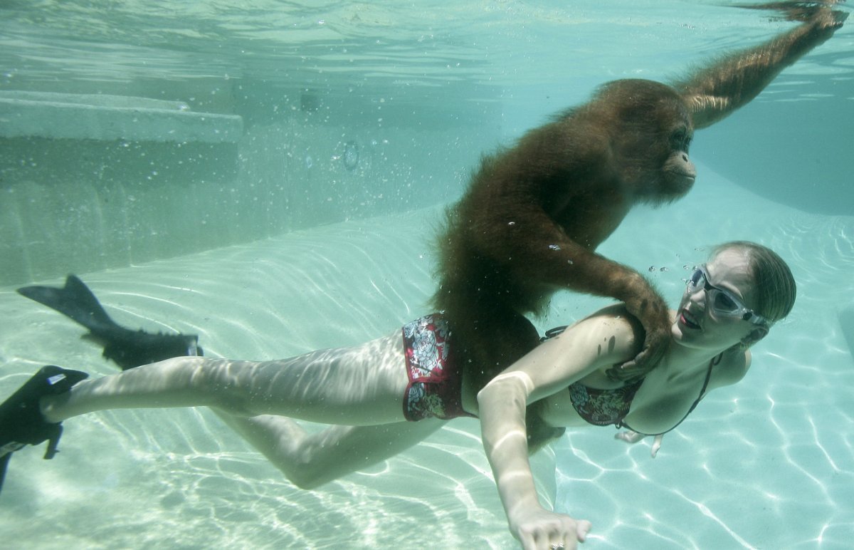 Обезьяна в бассейне