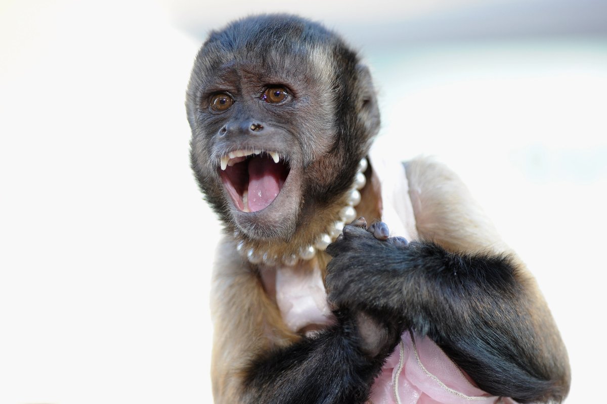 Капуцин прикольные