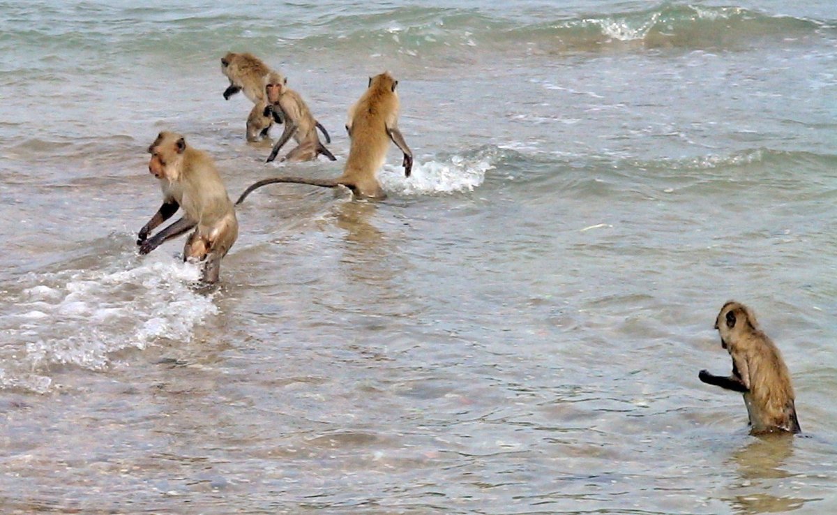 Обезьяна на берегу