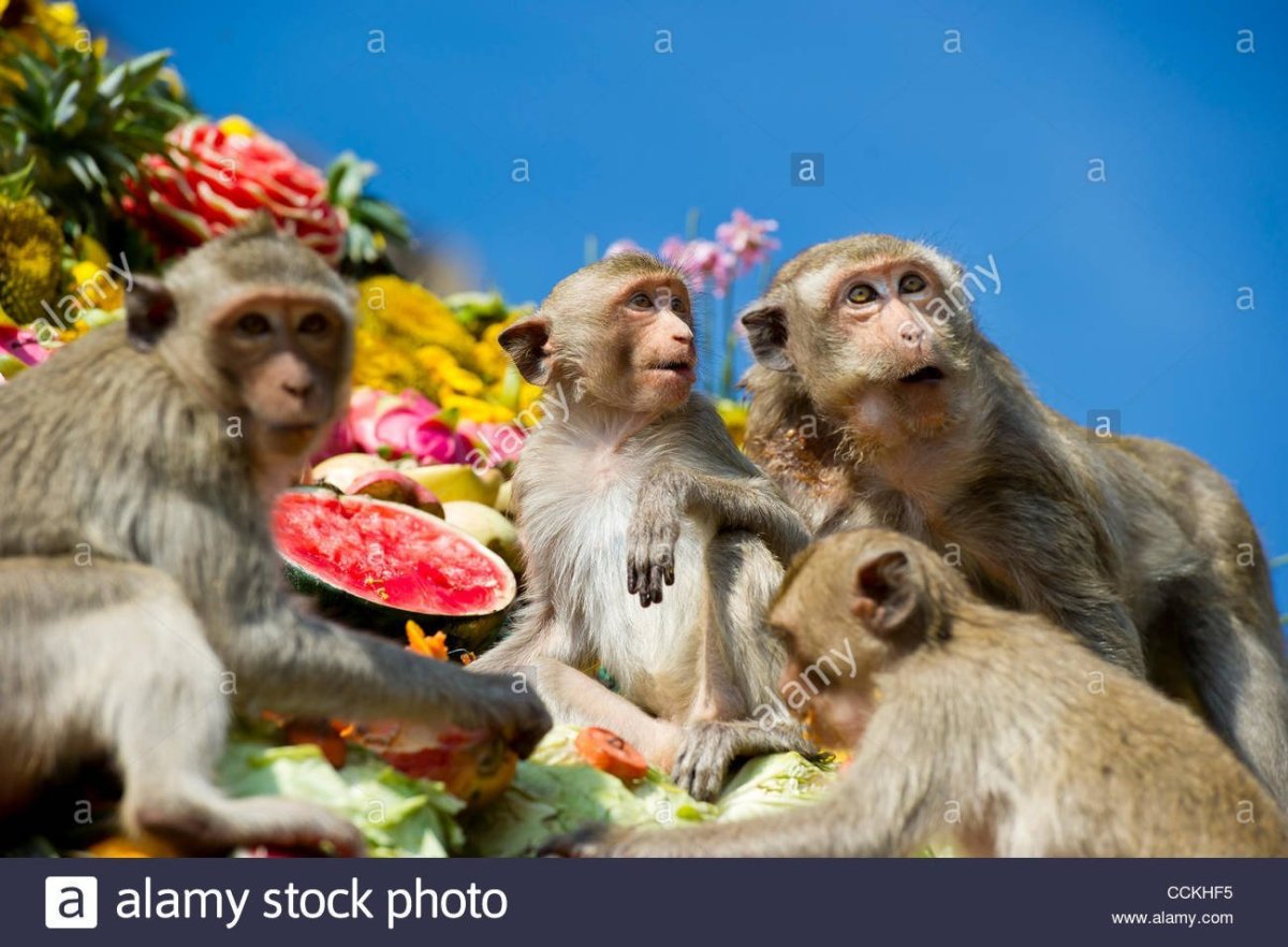 Обезьяний банкет в Тайланде