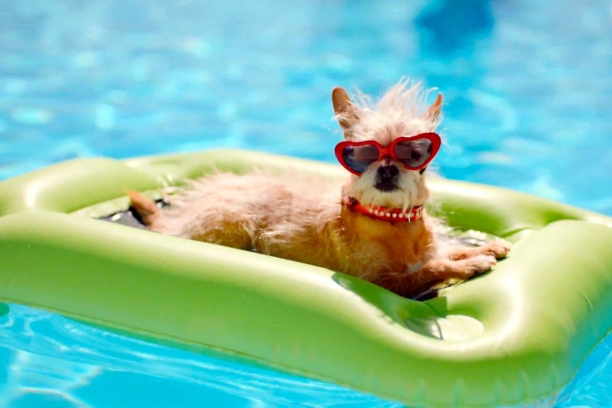 Собачка купается