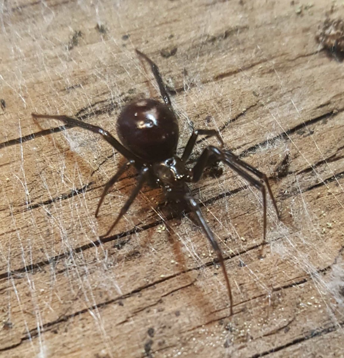 Steatoda grossa паук