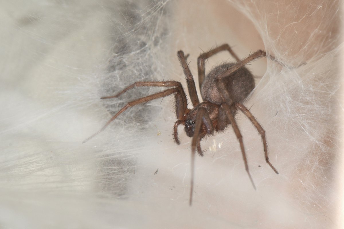 Домовый воронковый паук