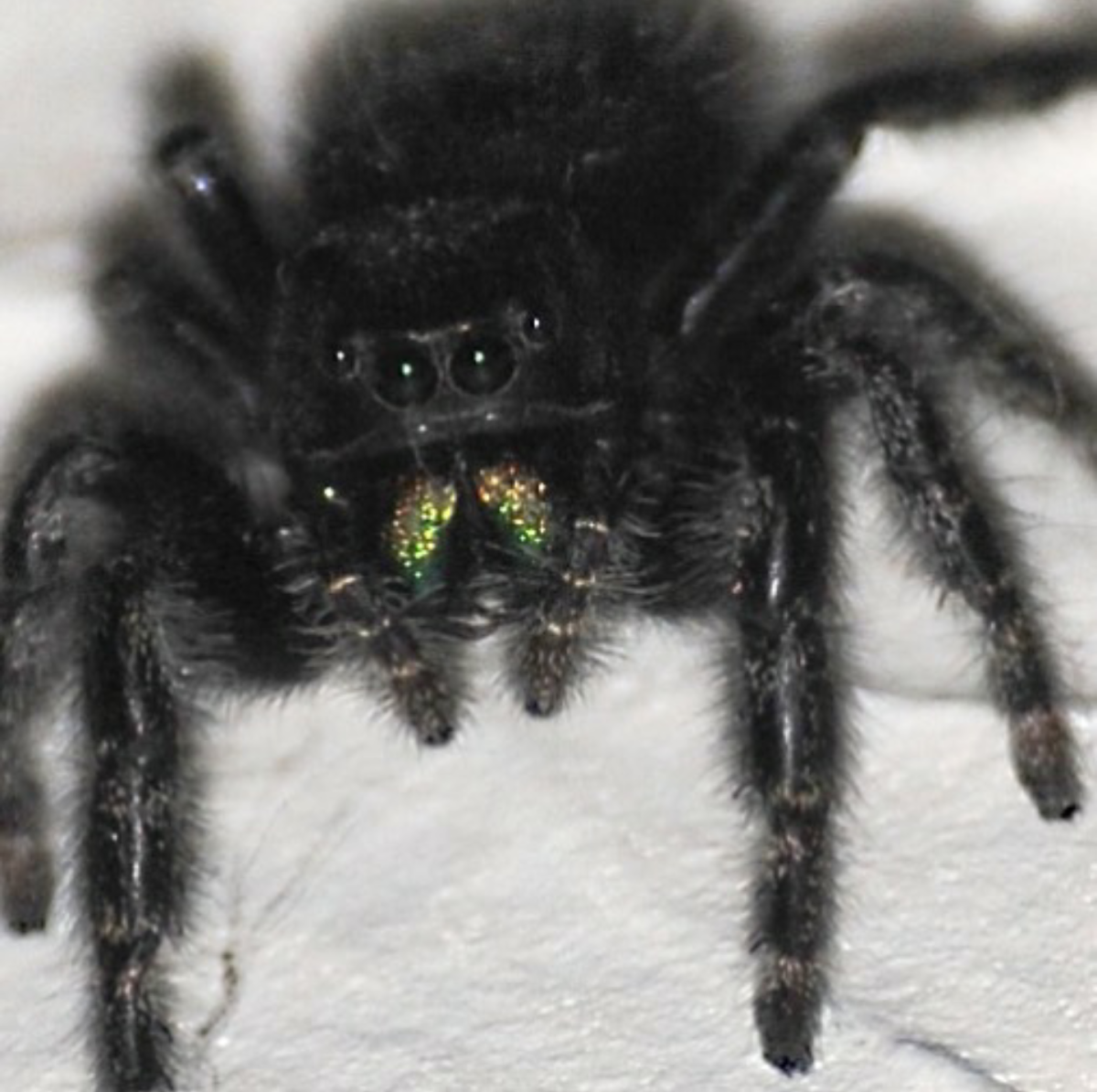 Черный лохматый паук