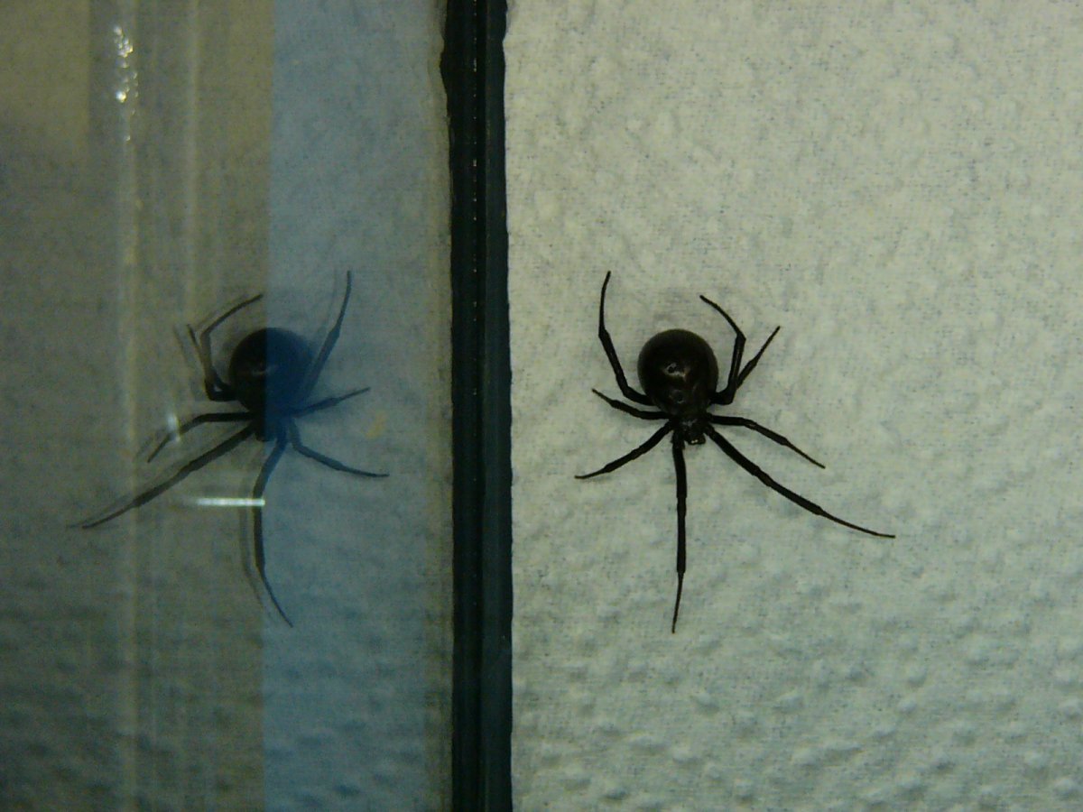 Паук черная вдова маленький