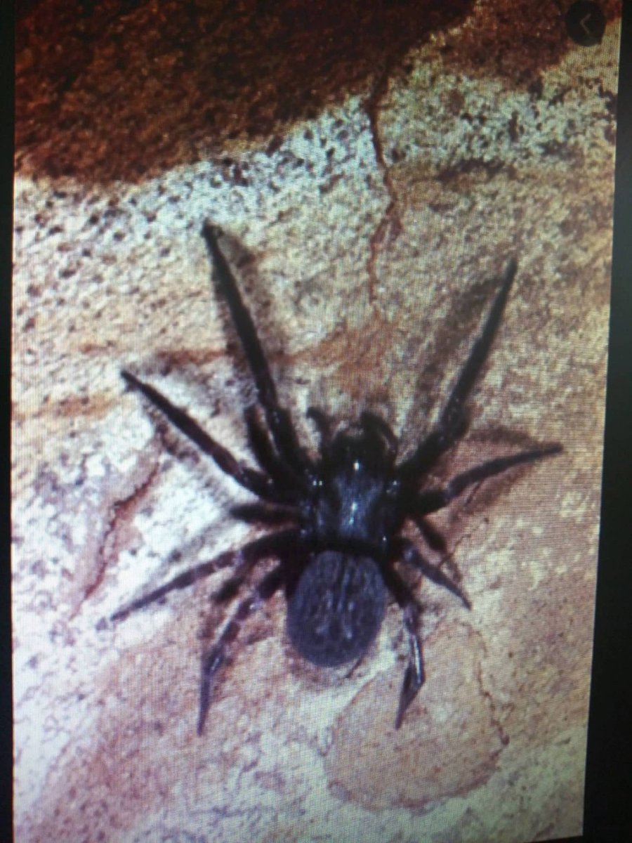 Мизгирь паук домашний черный