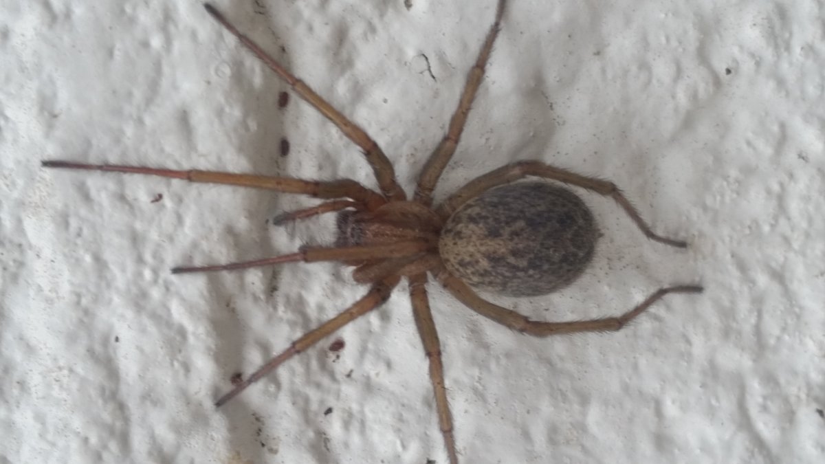 Паук тегенария Дуэлика