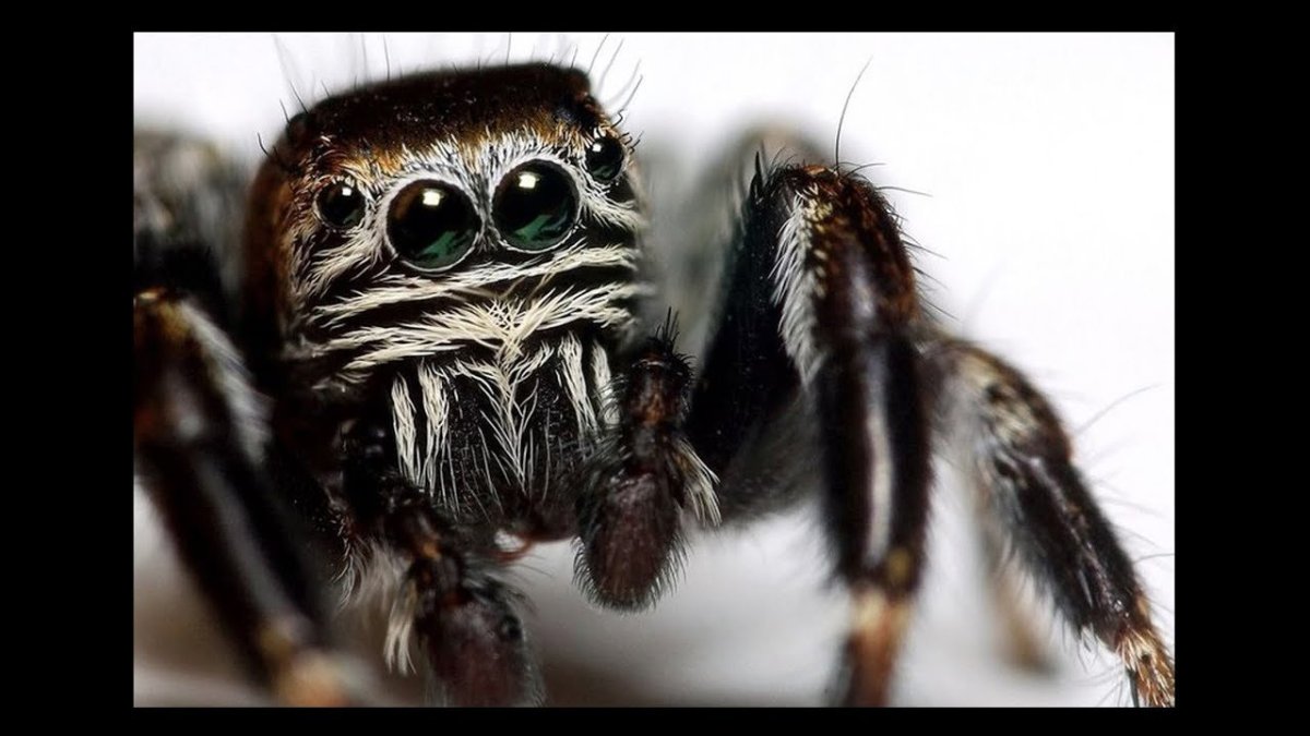 Черный паучок