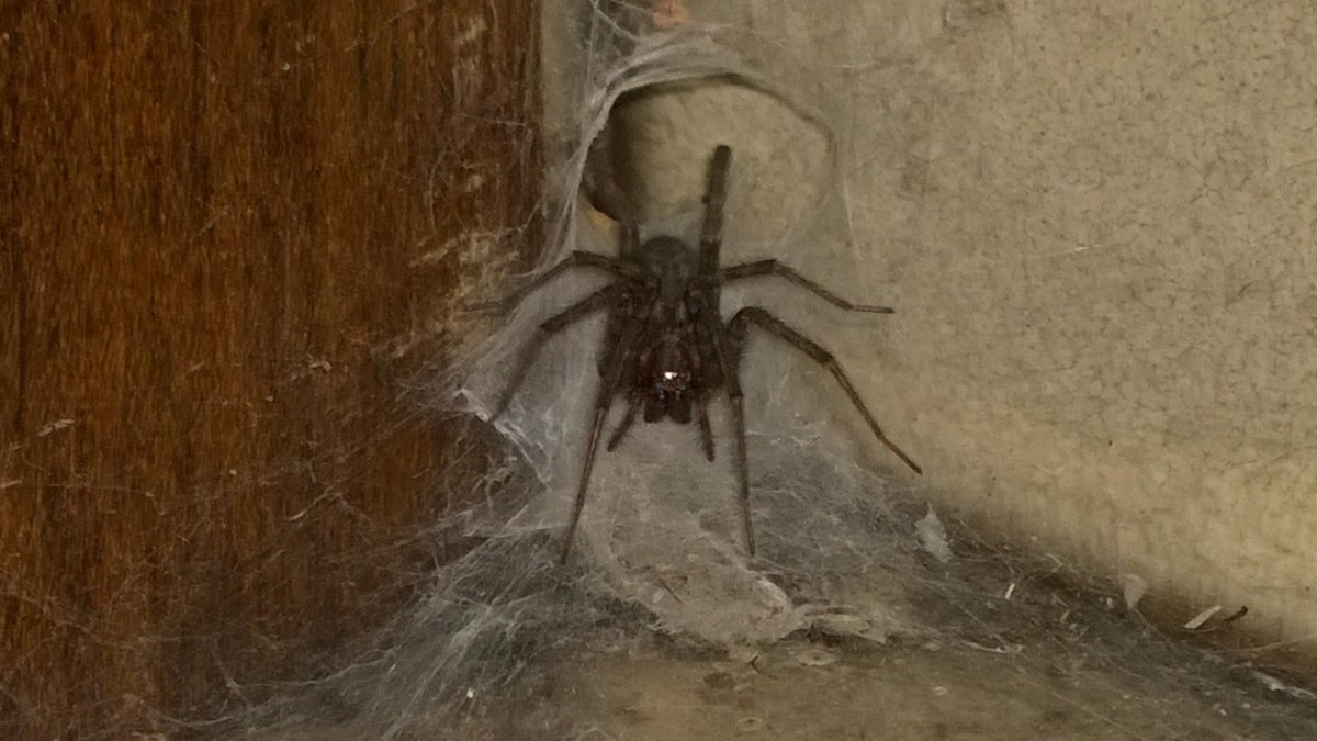 Очень много пауков