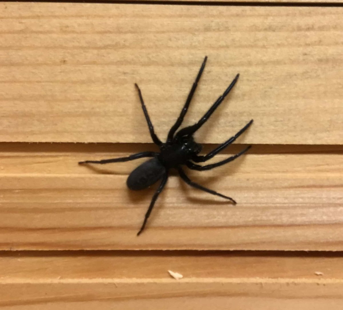 Погребной паук сегестрия