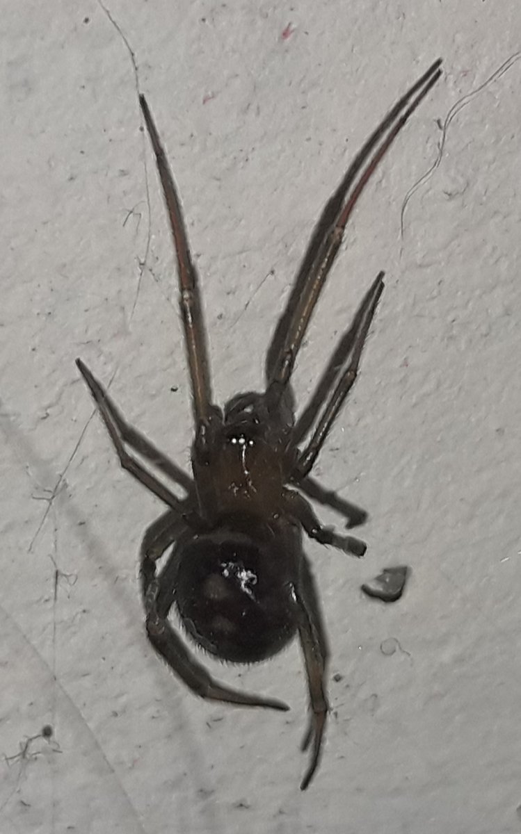 Домовой паук Tegenaria domestica черный