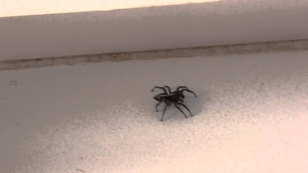 Маленький прыгающий паук