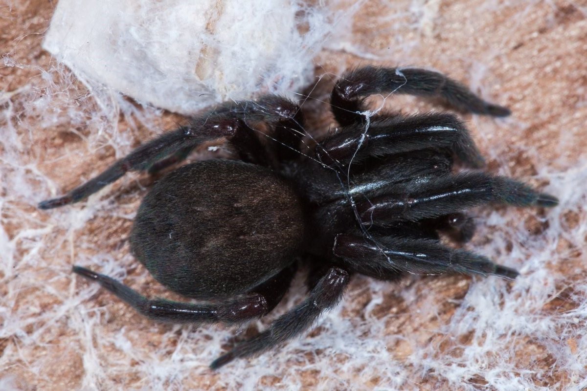 Большой черный паук
