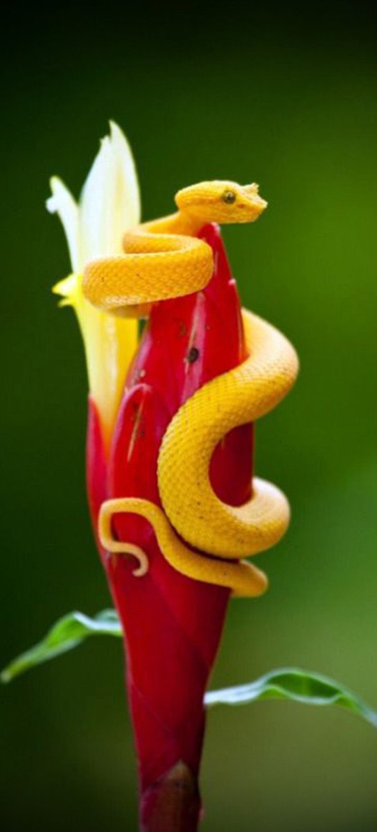 Змеи в цветах