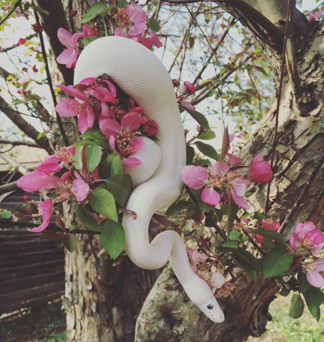 Змеи в цветах