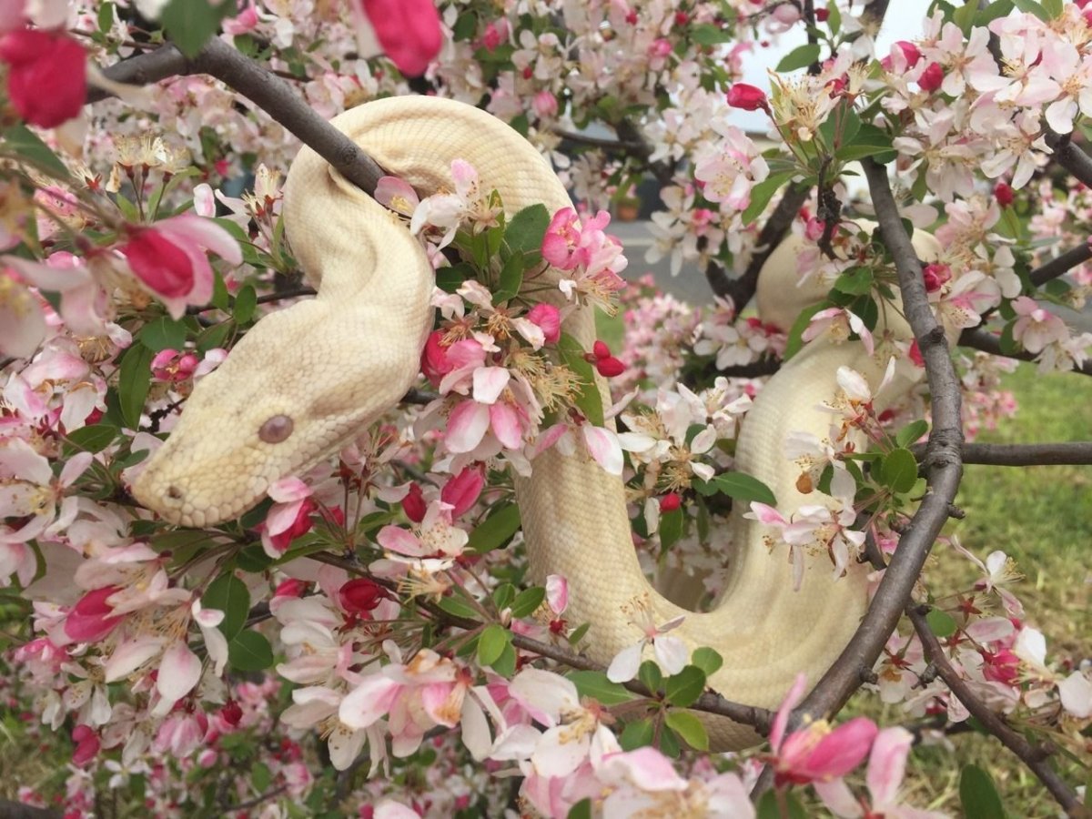 Белые змеи в цветах