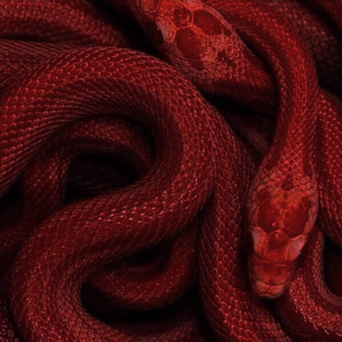 Змея маисовый полоз черный