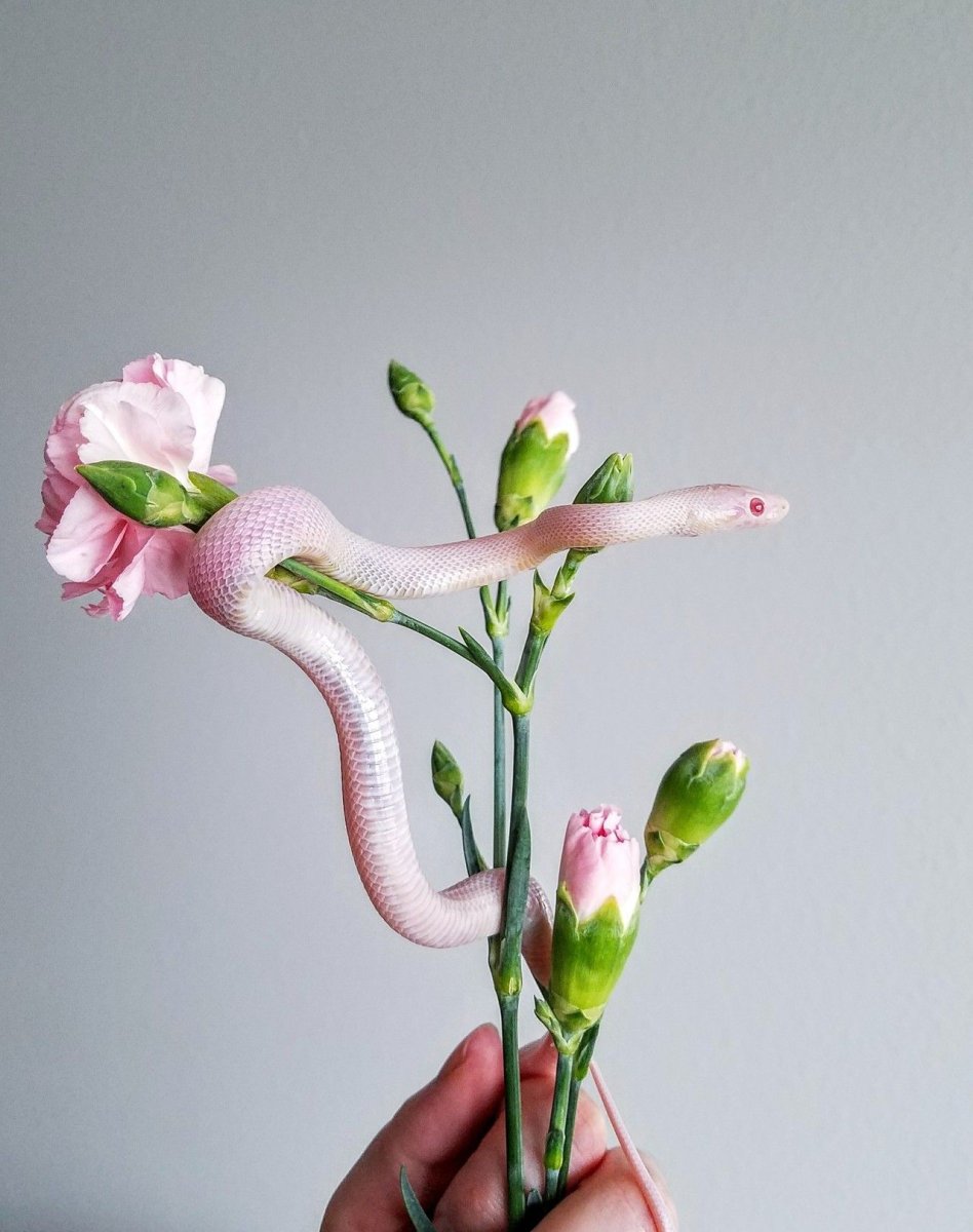 Розовая змея Эстетика