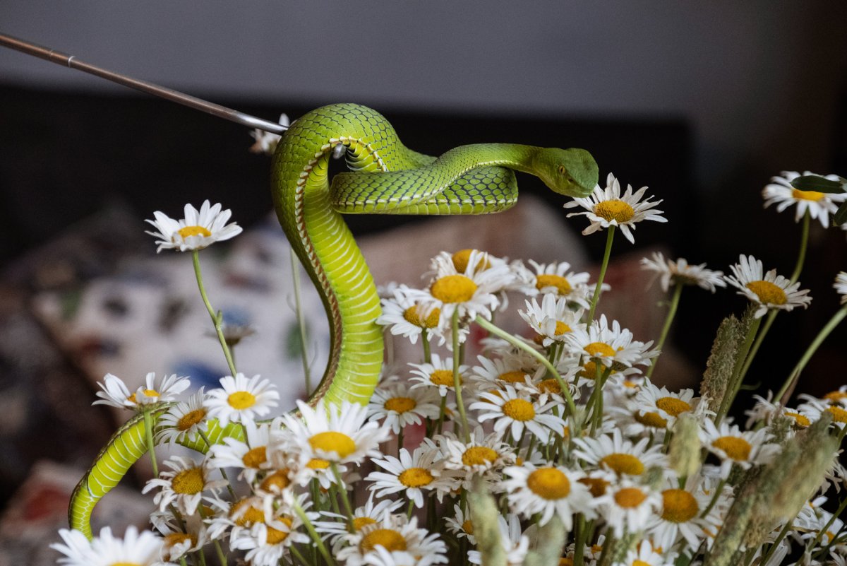 Змея с ромашкой на голове