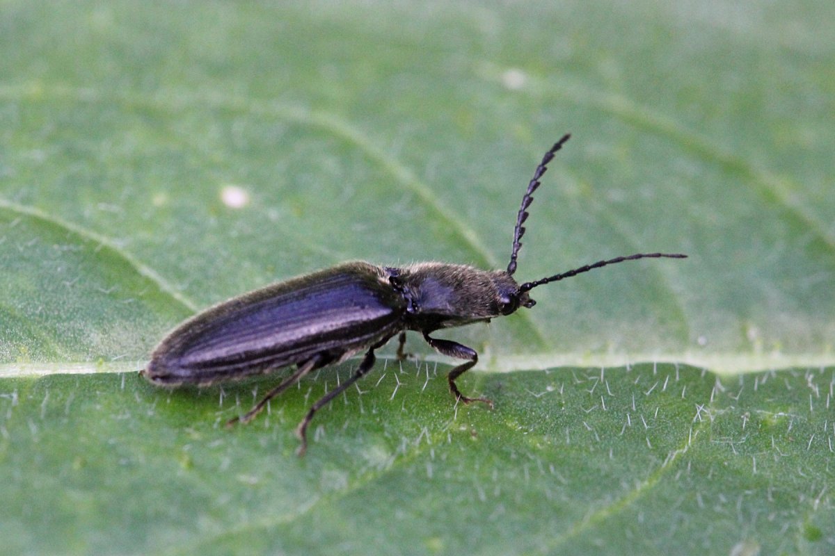 Черный продолговатый Жук