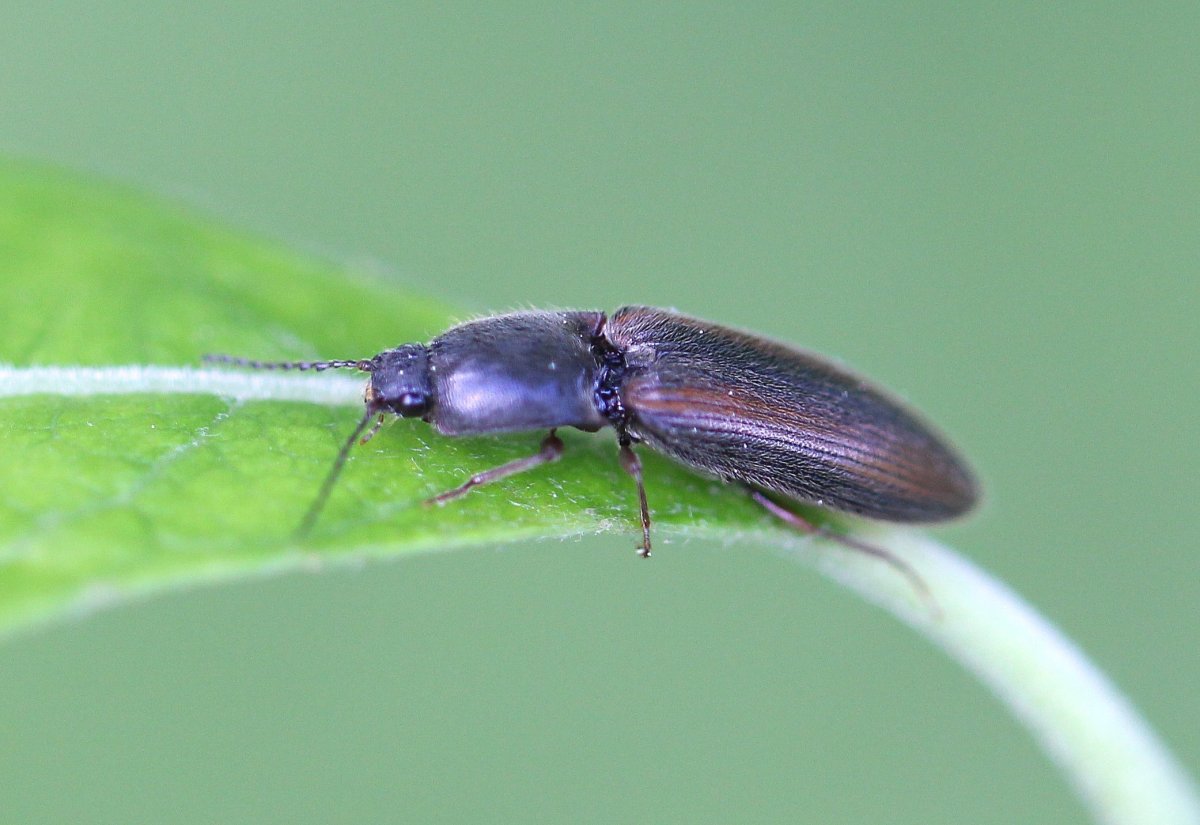 Хрущ Жук черный