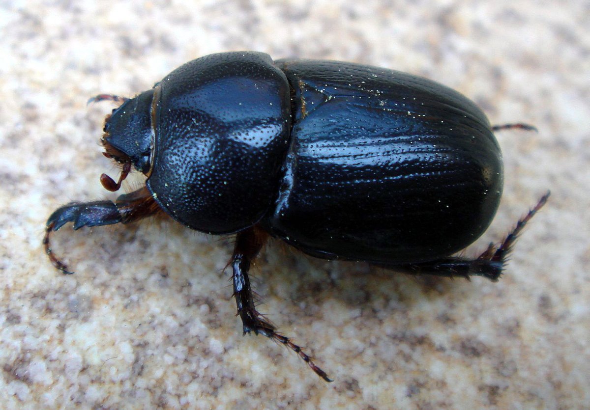Жук чернотелка Березовая